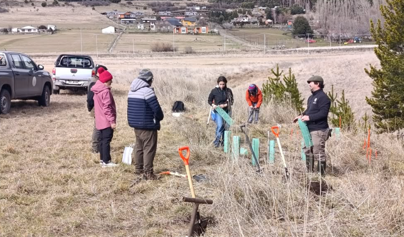 aysen_reforestacion2