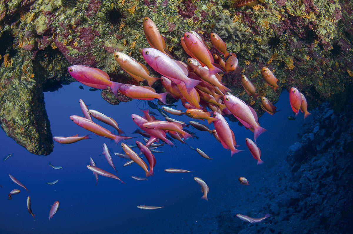Peces Islas Desventuradas