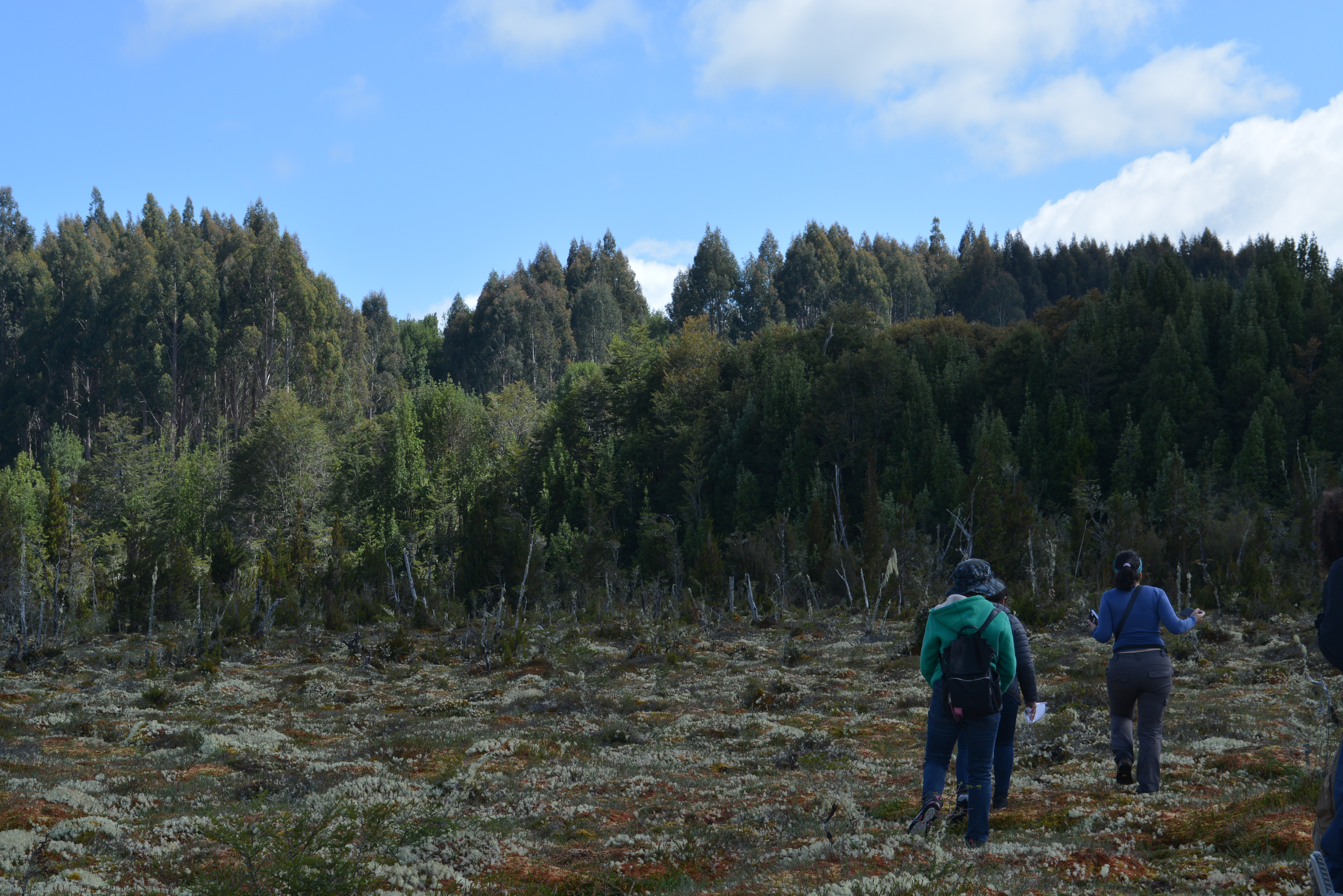Turberas Aysén - El Púlpito