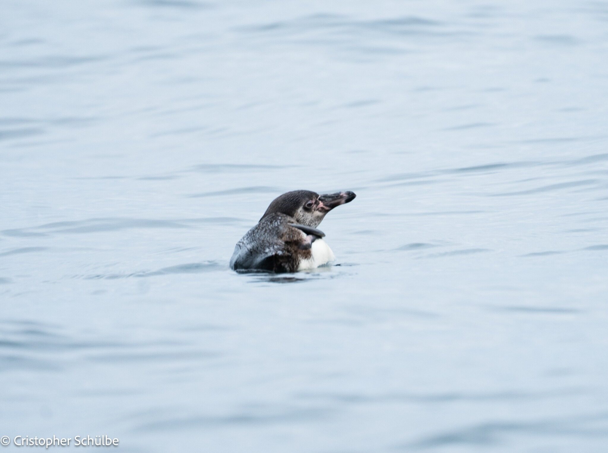Pingüino de Humboldt en Arica - AGO 2026