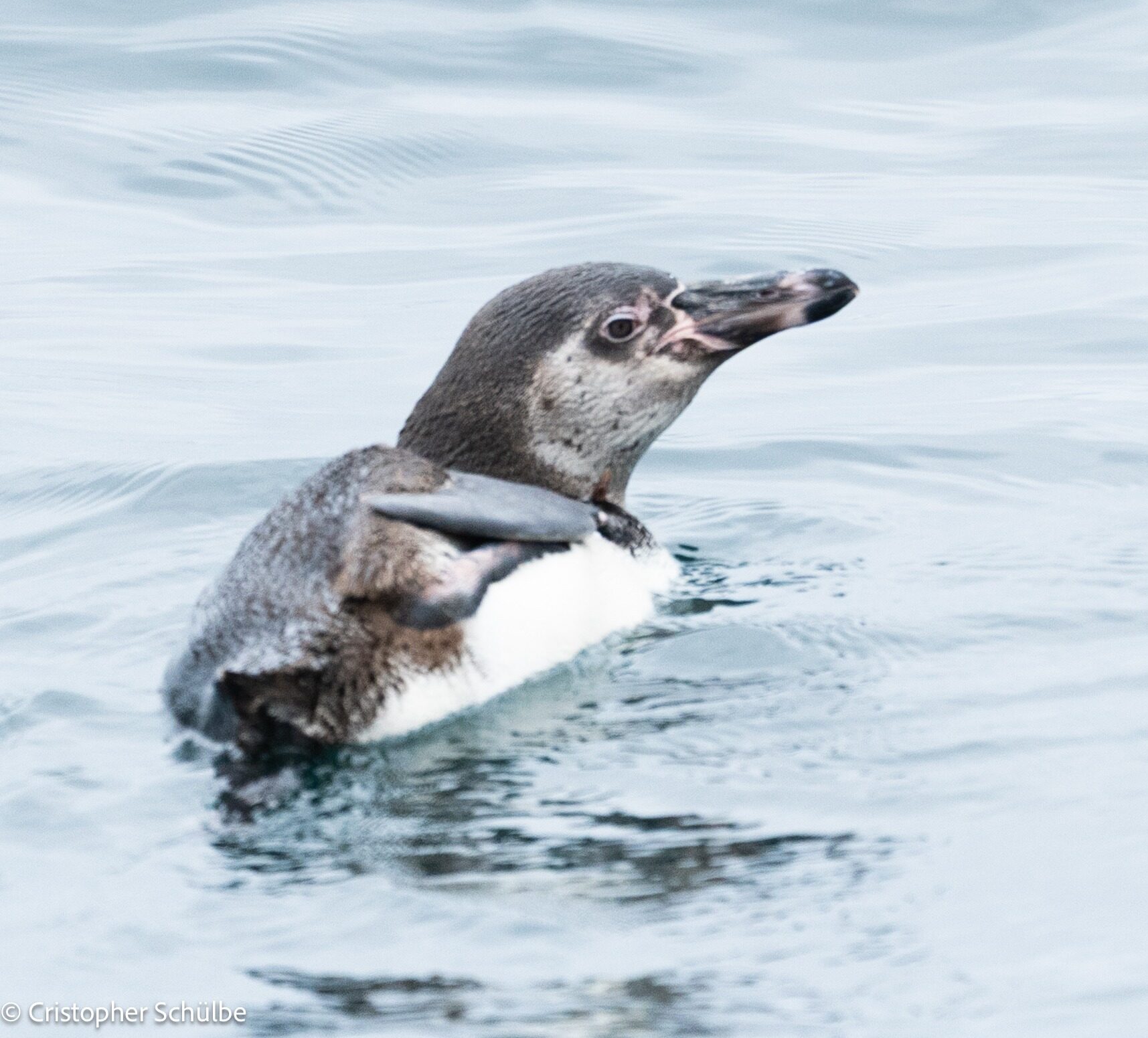Pingüino de Humboldt en Arica - AGO 2026